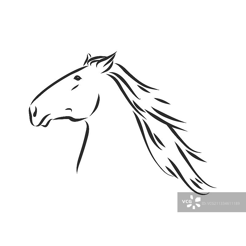 骏马——黑白相间轮廓美丽的骏马图片素材