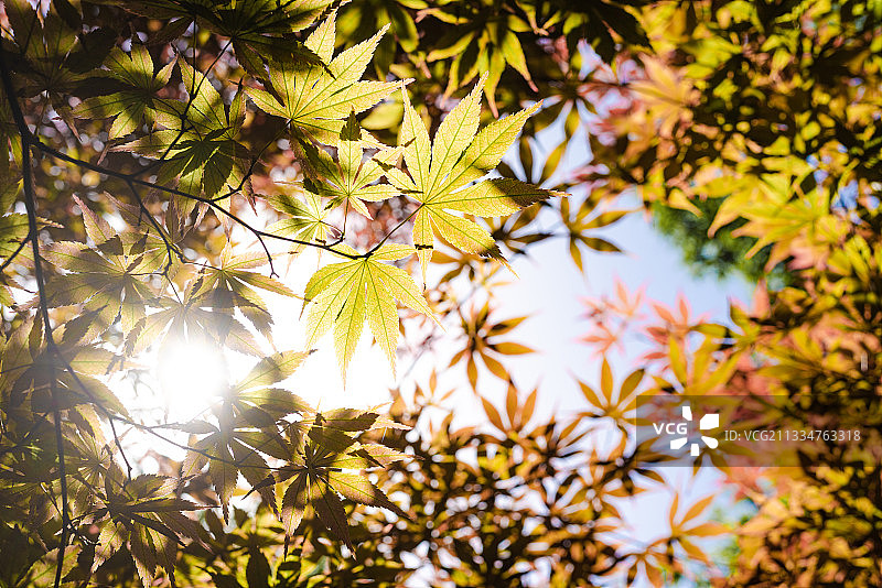 阳光枫林枝叶逆光特写图片素材