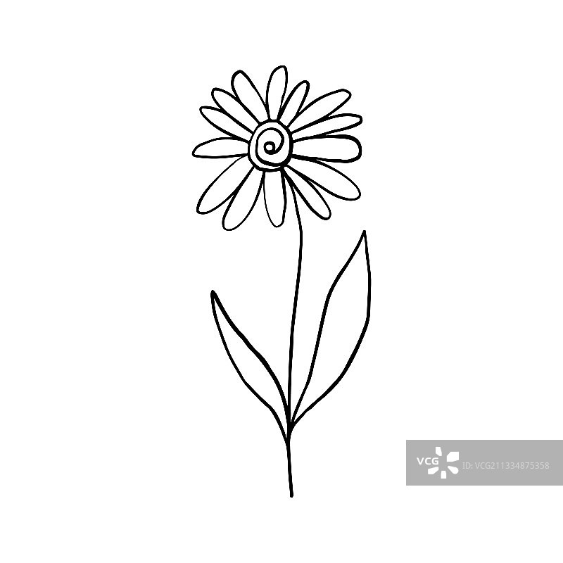 洋甘菊涂鸦风格的线条艺术花卉设计图片素材