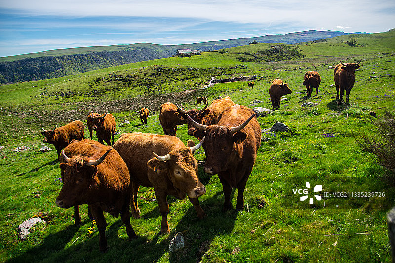 高角度的奶牛放牧在田野图片素材