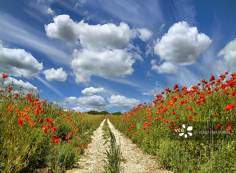 英国肯特郡，英国，风景如画的开花植物对天空图片素材