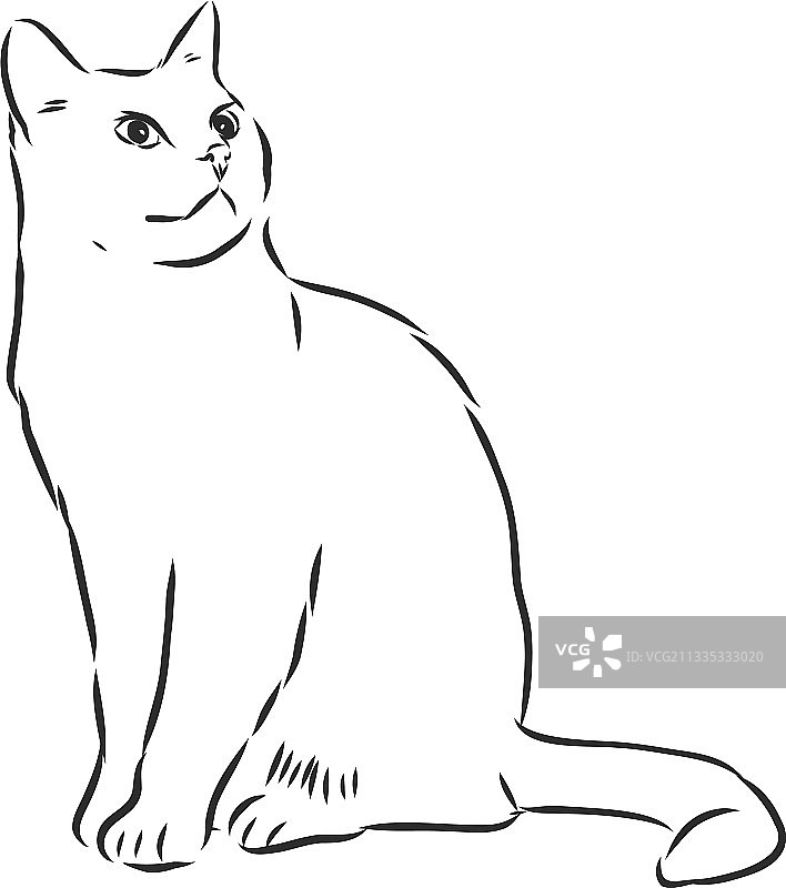家猫写实写生符号猫图片素材