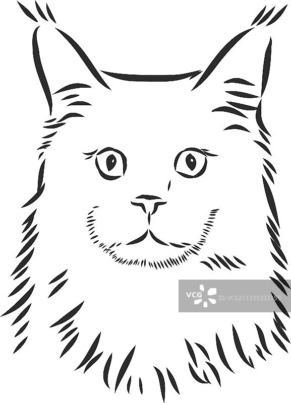 画一只猫，家猫的素描图片素材