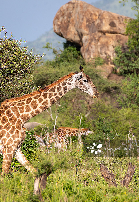 一只长颈鹿看着相机的侧视图图片素材
