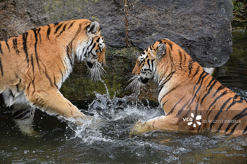 两只西伯利亚虎在水中嬉戏打架图片素材