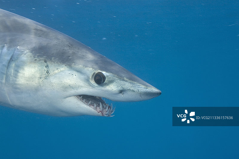 短鳍灰鲭鲨的头图片素材