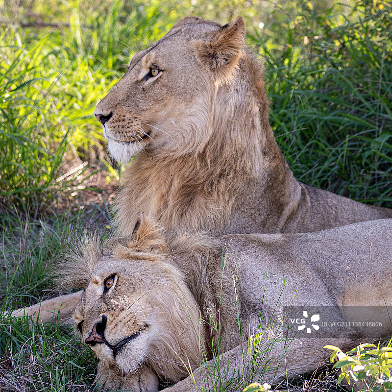 南非克鲁格国家公园休息的小狮子图片素材