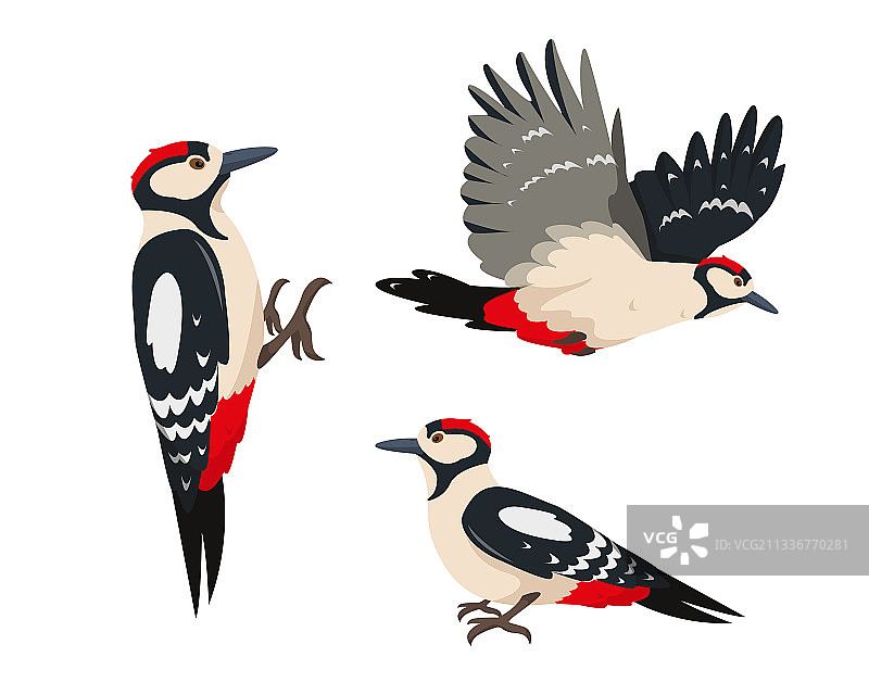 设置明亮的啄木鸟在不同的姿势图片素材