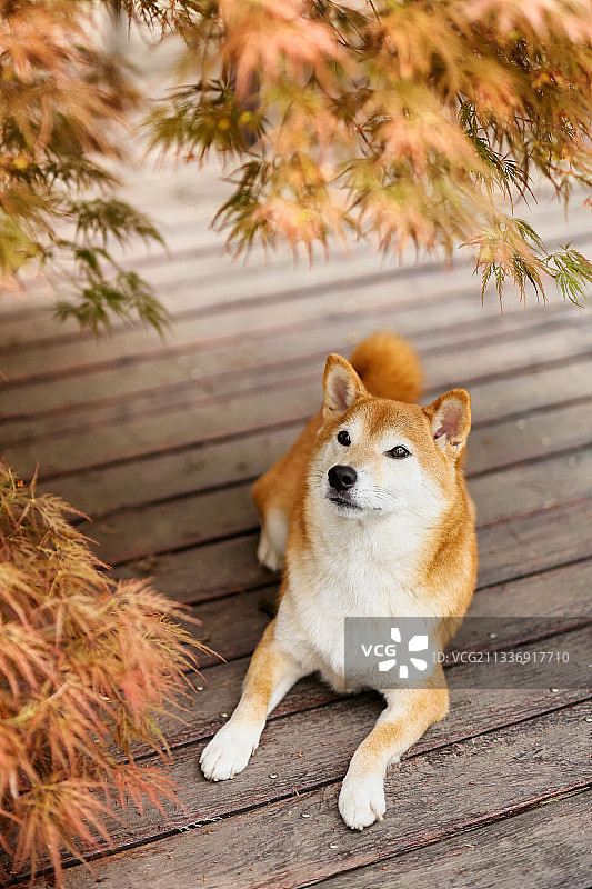小树林里的日本柴犬图片素材