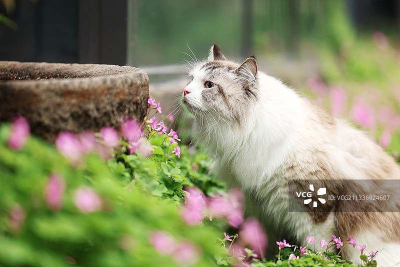 花丛边的褴褛猫图片素材