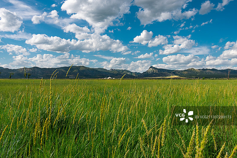 内蒙古呼和哈特敕勒川草原的蓝天白云和绿色的草地图片素材