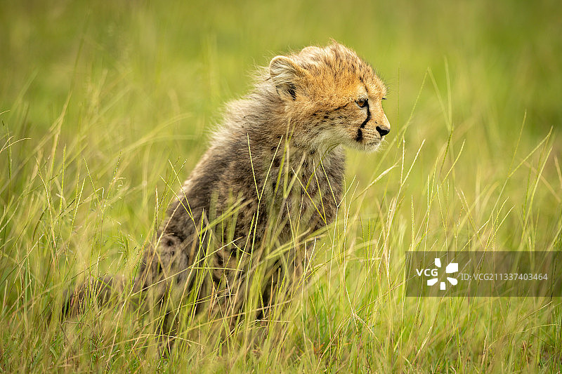 肯尼亚，马赛马拉，纳洛克，一只小猎豹坐在草丛中凝视着图片素材