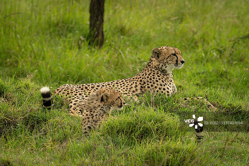 肯尼亚，马赛马拉，纳洛克，小猎豹在草地上玩耍图片素材