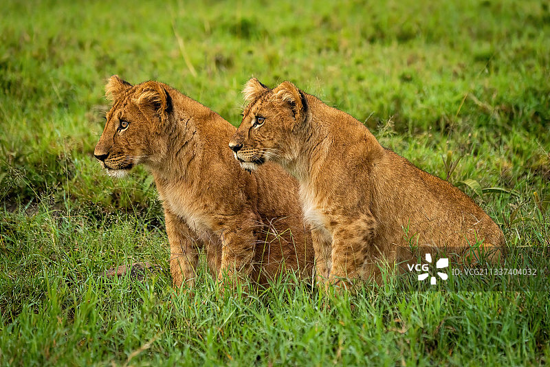 两只狮子，纳鲁克，肯尼亚马赛马拉图片素材