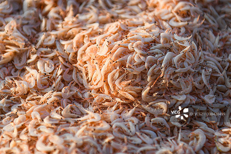 暖色阳光晾晒中的天然海产品虾皮特写图片素材