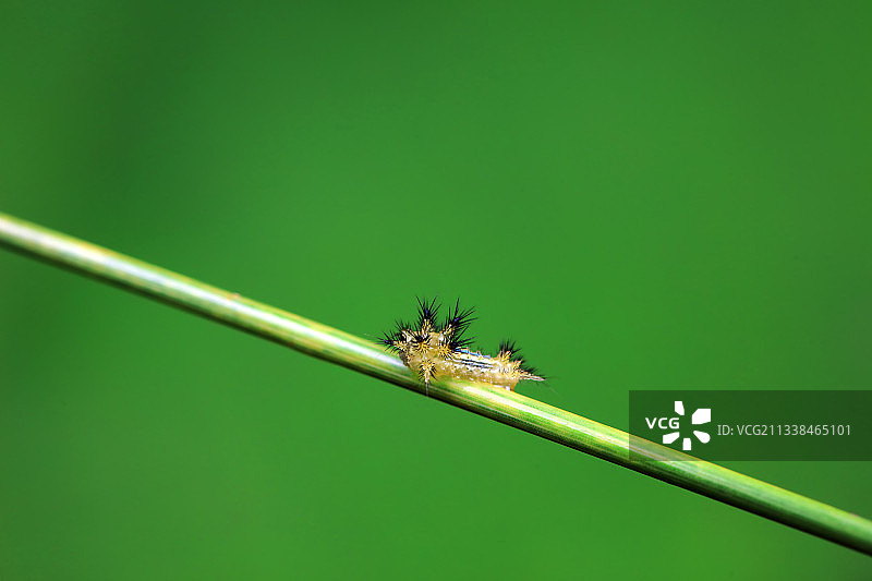 绿刺蛾幼虫图片素材