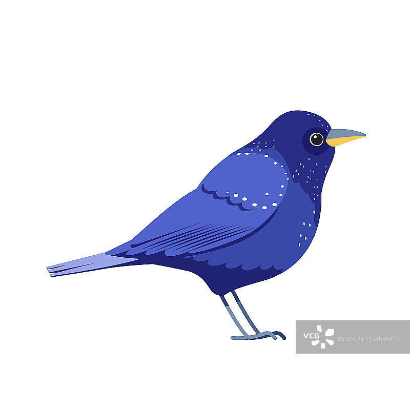 蓝鸟或紫色画眉侧面侧面卡通图片素材