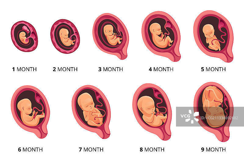 胚月期发育，胎儿发育图片素材