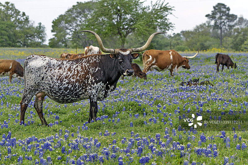 侧面的奶牛站在草地上对着天空，德克萨斯，美国，美国图片素材
