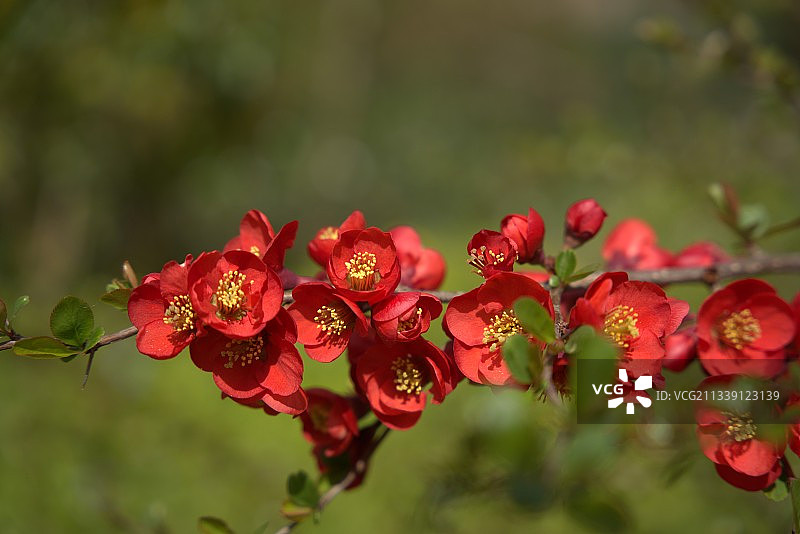 红色开花植物的特写图片素材