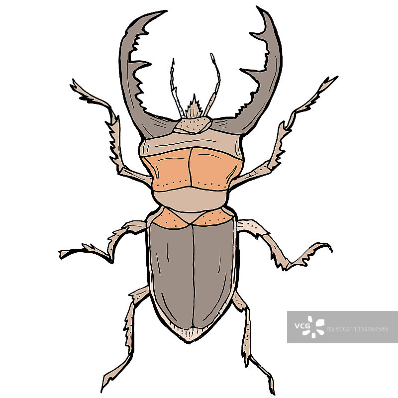 昆虫雄虫手绘图片素材