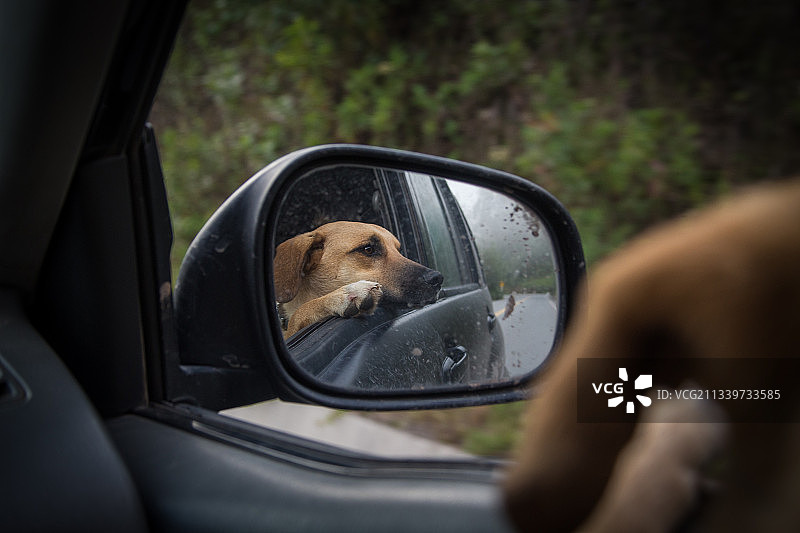 秘鲁，一条狗透过车窗往外看的特写图片素材