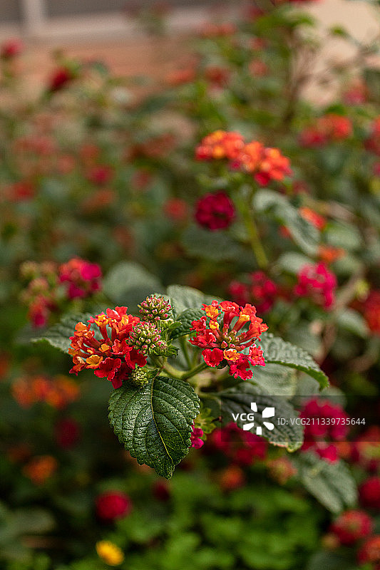 红色开花植物特写，阿尔及利亚图片素材