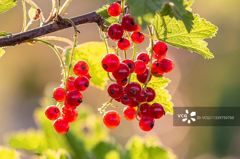 拉脱维亚树上红色浆果的特写图片素材