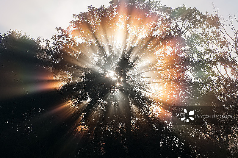 低角度的阳光透过树木在森林图片素材