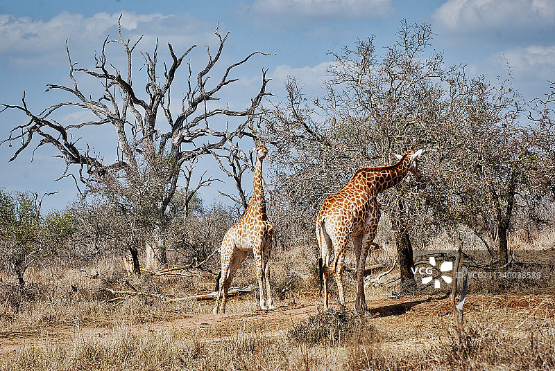 侧视图的长颈鹿站在战场上对天空图片素材