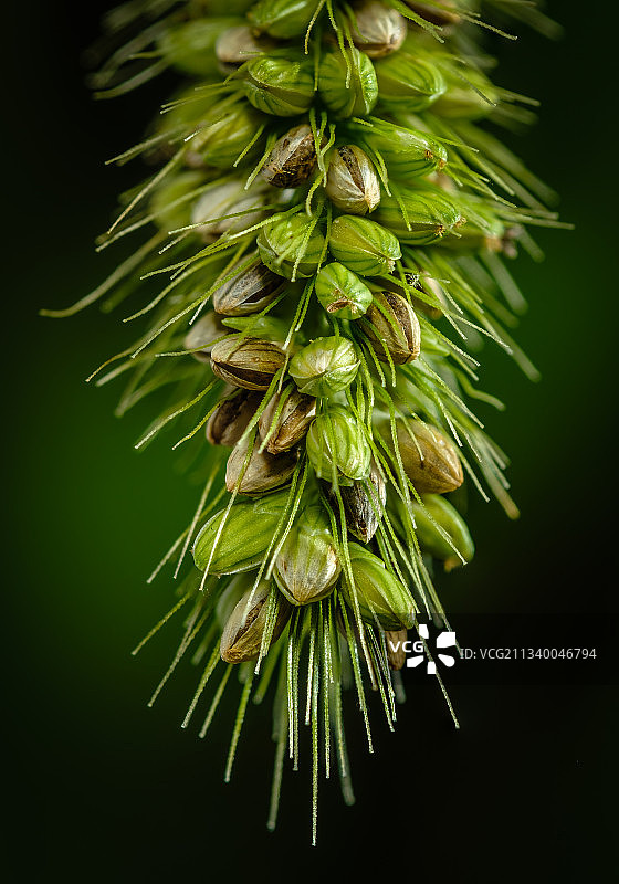 绿色植物的特写，Overland Park，堪萨斯州，美国，美国图片素材