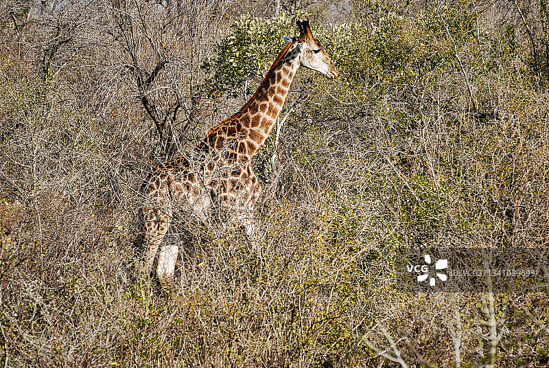 一只长颈鹿在树上走图片素材
