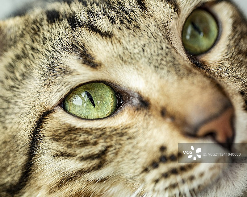 特写的猫，Samsun，土耳其图片素材