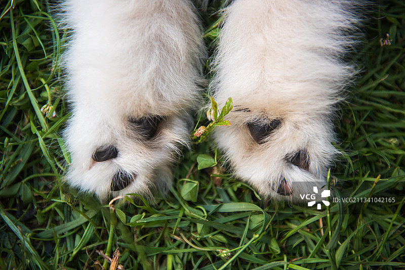 小狗在草地上的特写镜头图片素材