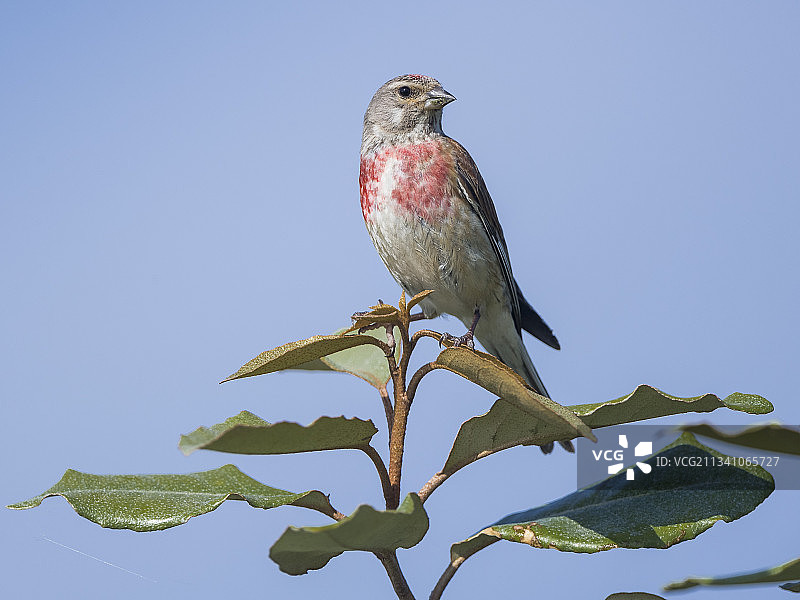低角度的雀鸟栖息在树上对晴朗的天空，法国图片素材