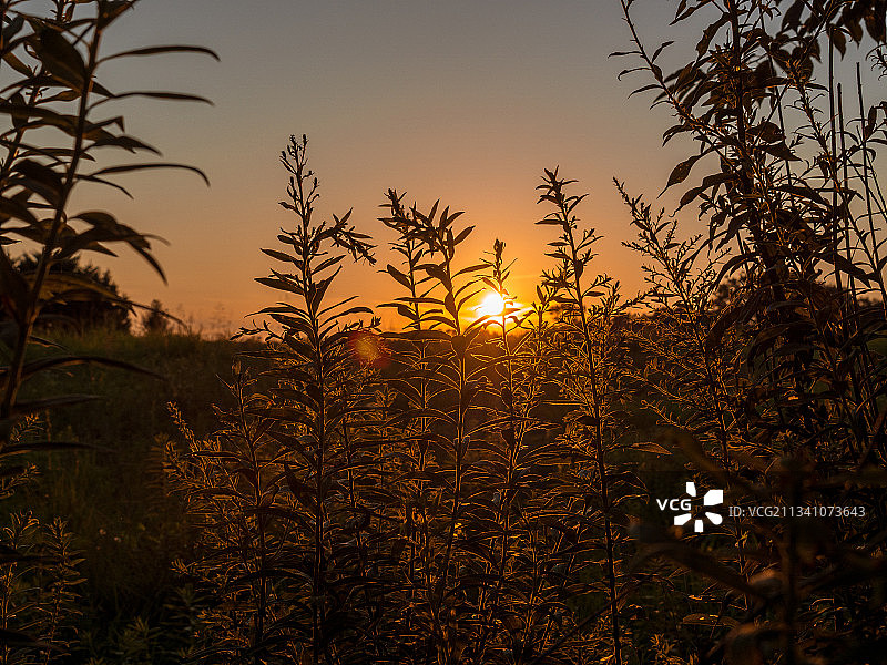日落时天空衬托下田野上植物的剪影图片素材