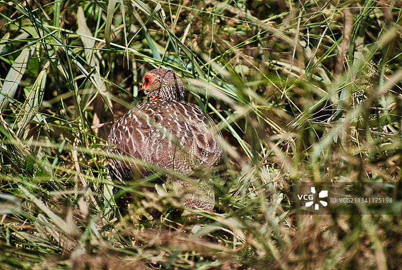 鸽子栖息在草地上的特写镜头图片素材