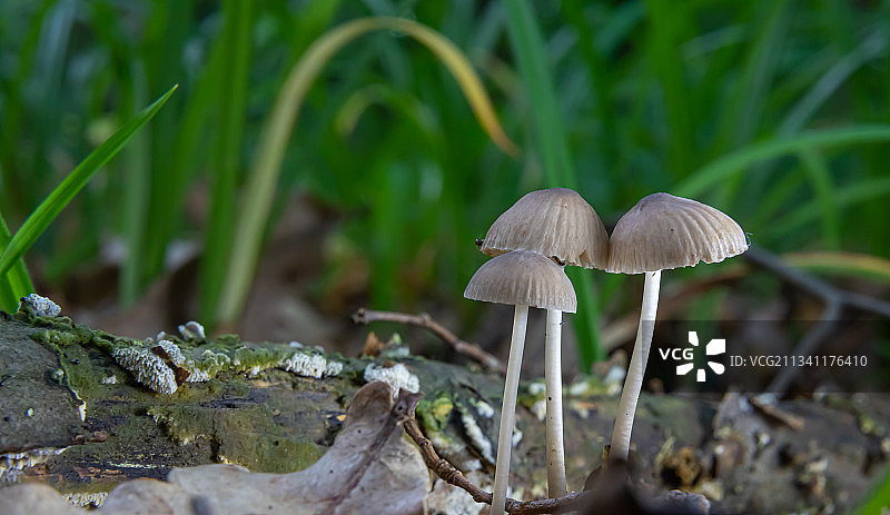 田间蘑菇生长的特写镜头图片素材