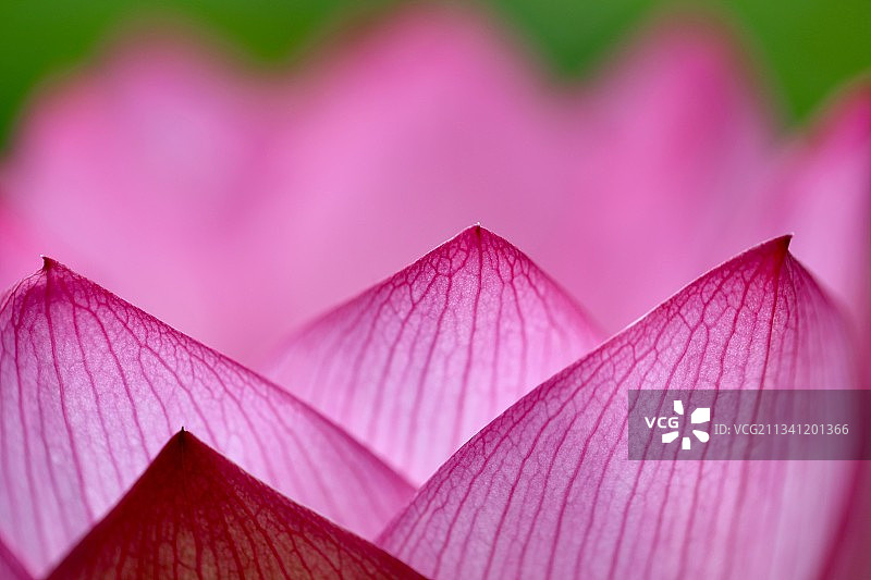 粉红莲花和睡莲的特写图片素材