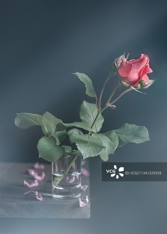 桌上花瓶里粉红玫瑰的特写图片素材