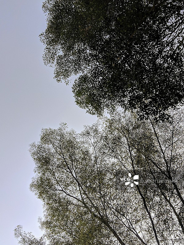 树在晴朗天空下的低角度视图图片素材