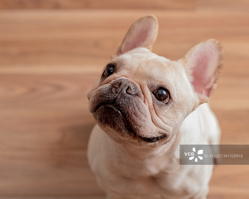 法国斗牛犬坐在硬木地板上的高角度肖像图片素材