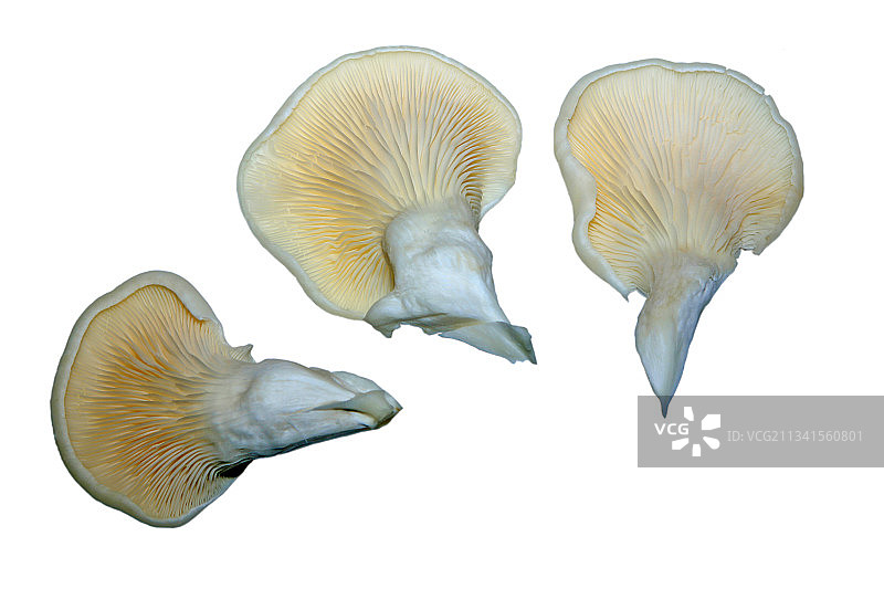 白色蘑菇图片素材