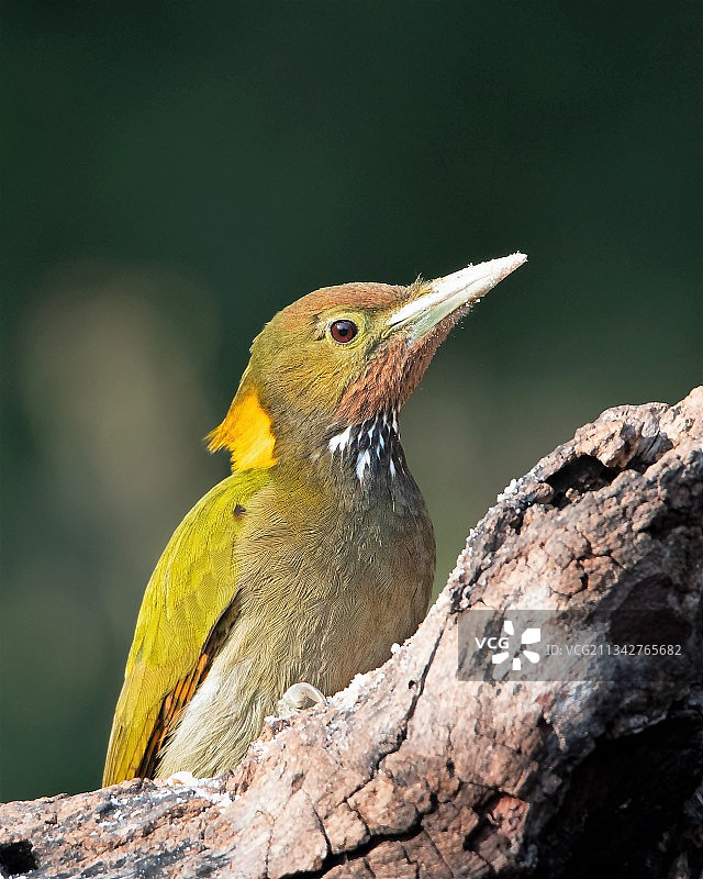 特写的热带鸣禽栖息在树上，萨塔尔，北阿坎德邦，印度图片素材