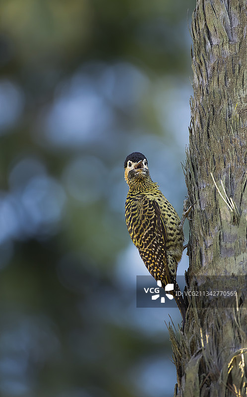 巴西南大州阿雷格里港，啄木鸟栖息在树干上的特写镜头图片素材
