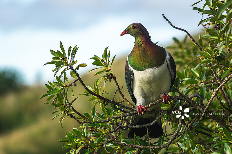 新西兰奥塔哥胡里亚瓦半岛，鸽子栖息在树梢上的低角度视图图片素材