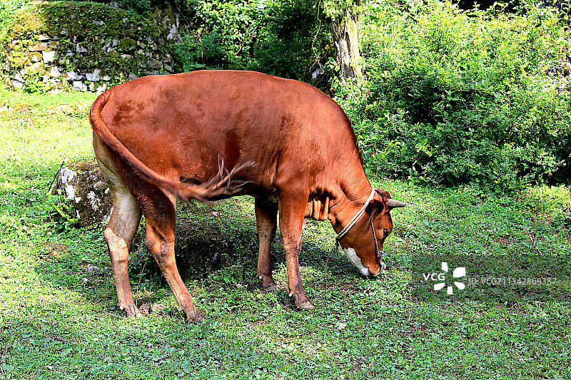 动物主题，牛，中国贵州贵阳市修文县图片素材