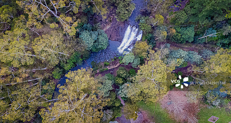 澳大利亚维多利亚州Healesville，森林中的树木的高角度视图图片素材
