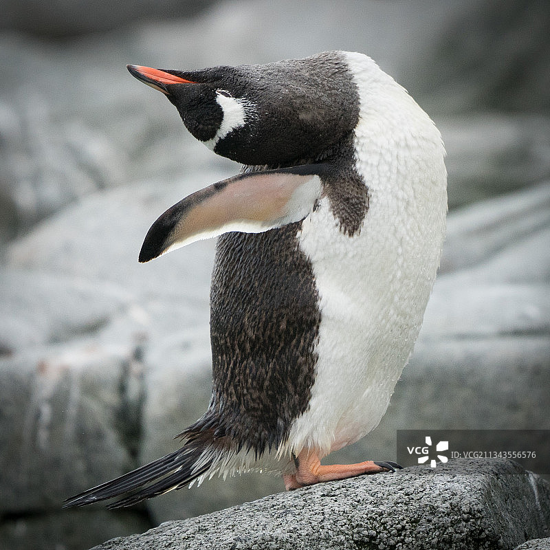 南极洲，巴布亚阿德利通心粉企鹅栖息在户外的特写镜头图片素材