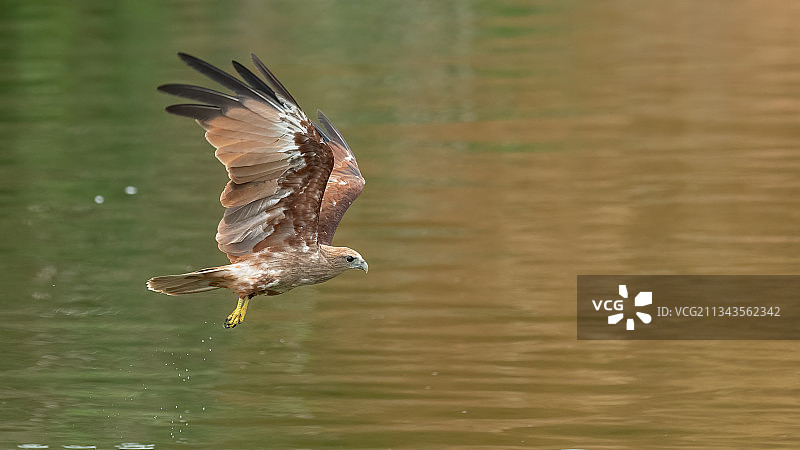 泰国特拉特，一只鹰飞过湖面的特写镜头图片素材